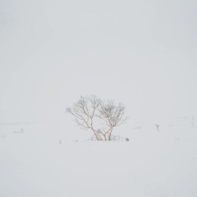 視界不良の冬山で目印になる木の写真