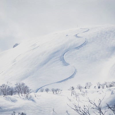 雪原の斜面に残るシュプールの写真