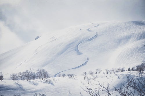 雪原の斜面に残るシュプールの写真