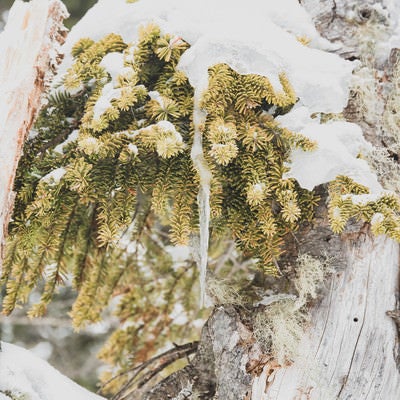 針葉樹を覆う雪とつららの写真