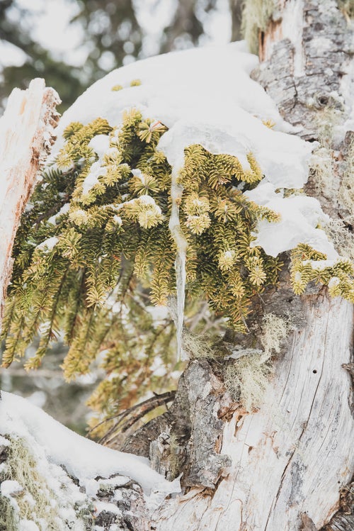 針葉樹を覆う雪とつららの写真