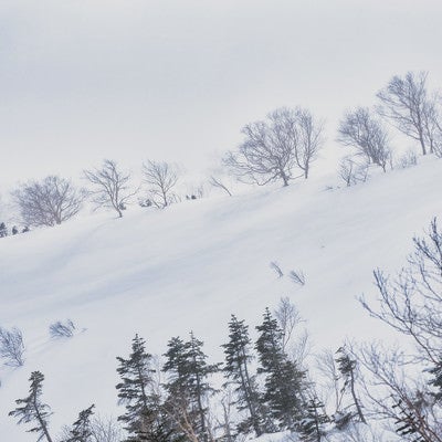 吹雪に耐える雪原の木々の写真