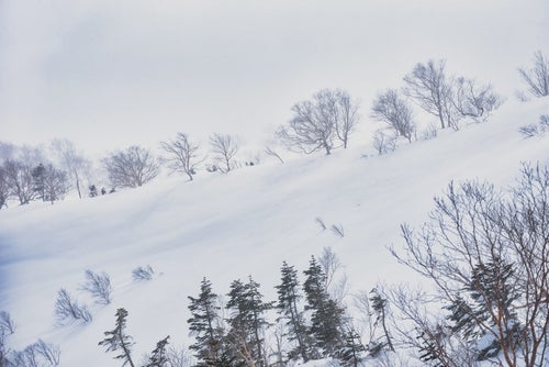 吹雪に耐える雪原の木々の写真