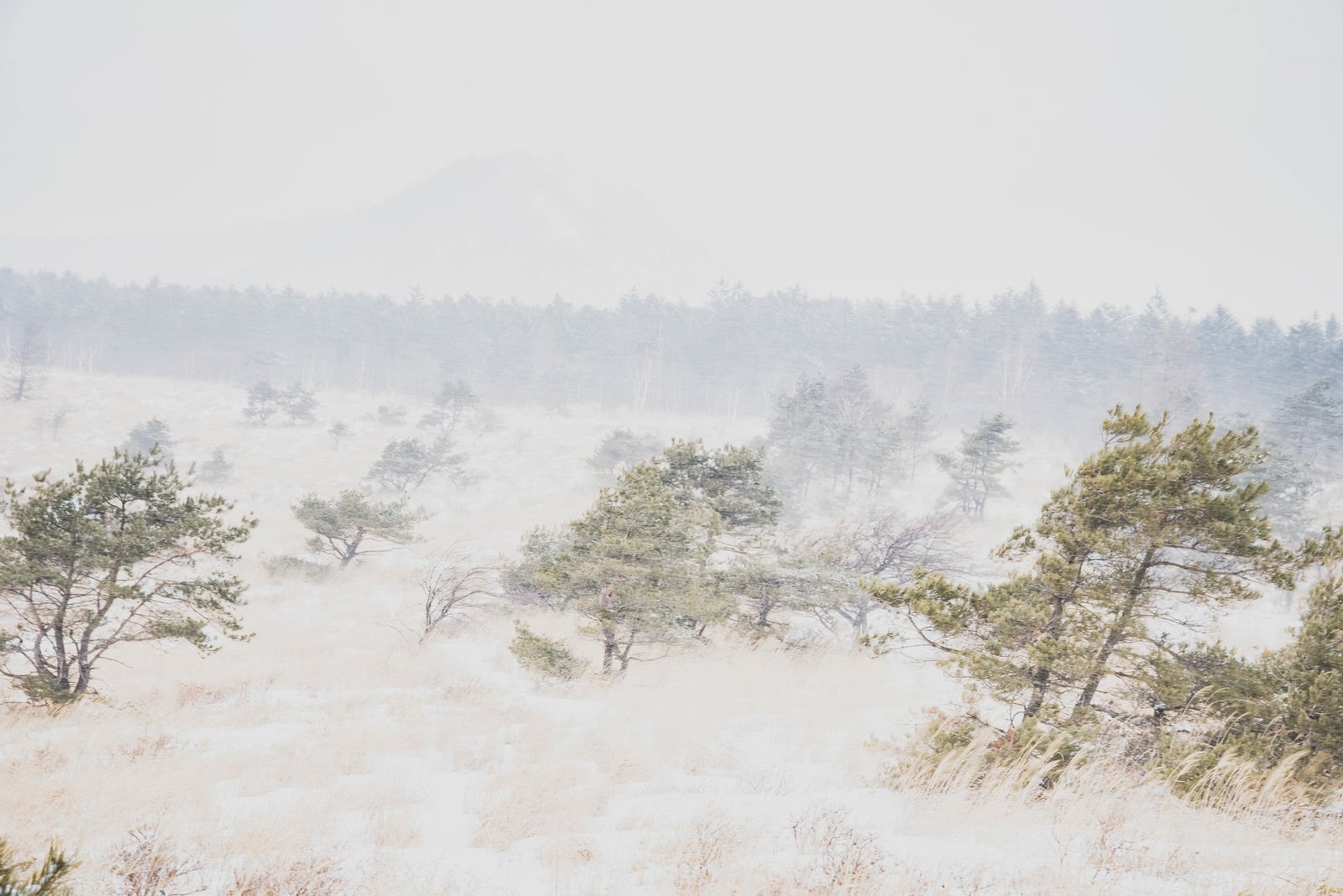 「吹雪の中の車山高原」の写真
