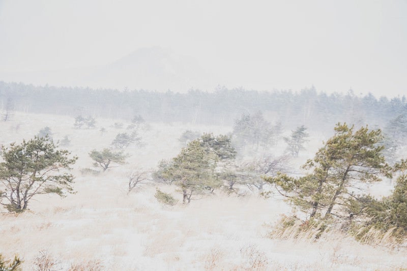 吹雪の中の車山高原の写真