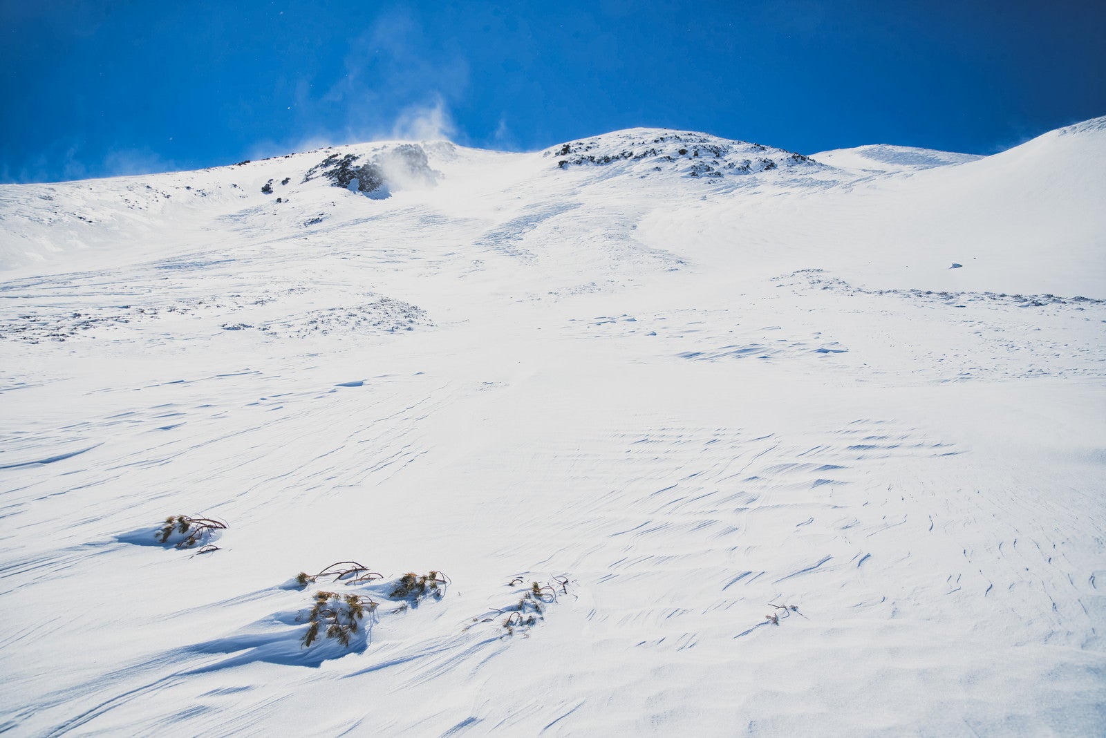 「雪に埋まったハイマツと風紋」の写真