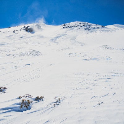 雪に埋まったハイマツと風紋の写真