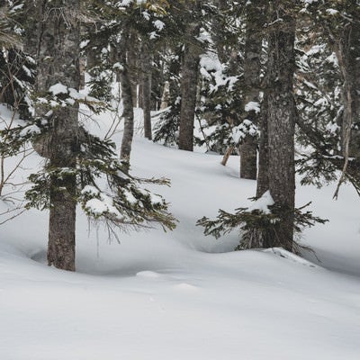 雪に埋もれた木々の写真