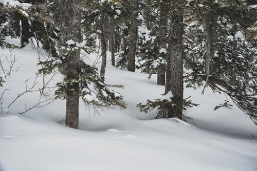 雪に埋もれた木々の写真