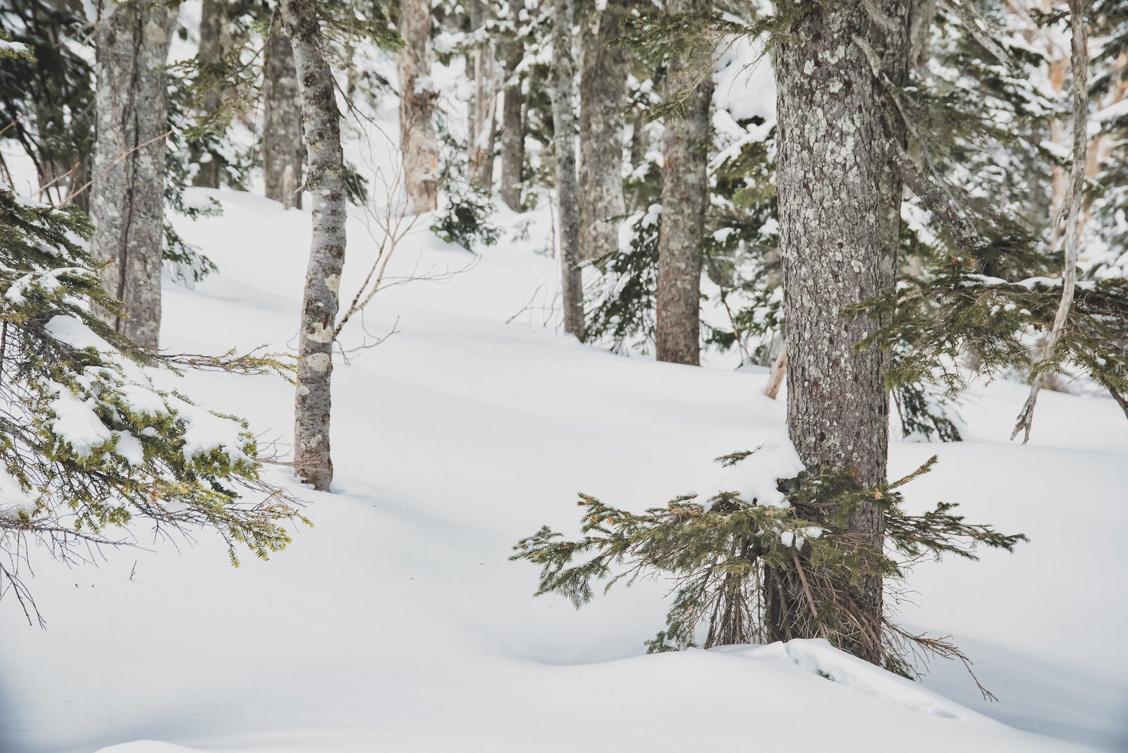 「雪に埋もれた森の木々」の写真