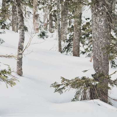 雪に埋もれた森の木々の写真