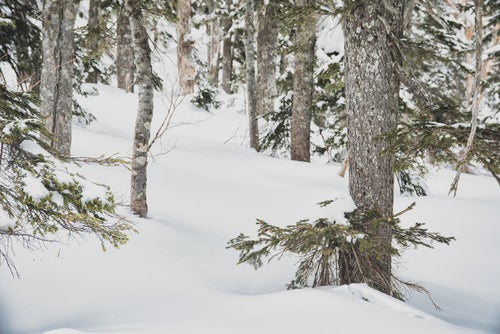 雪に埋もれた森の木々の写真