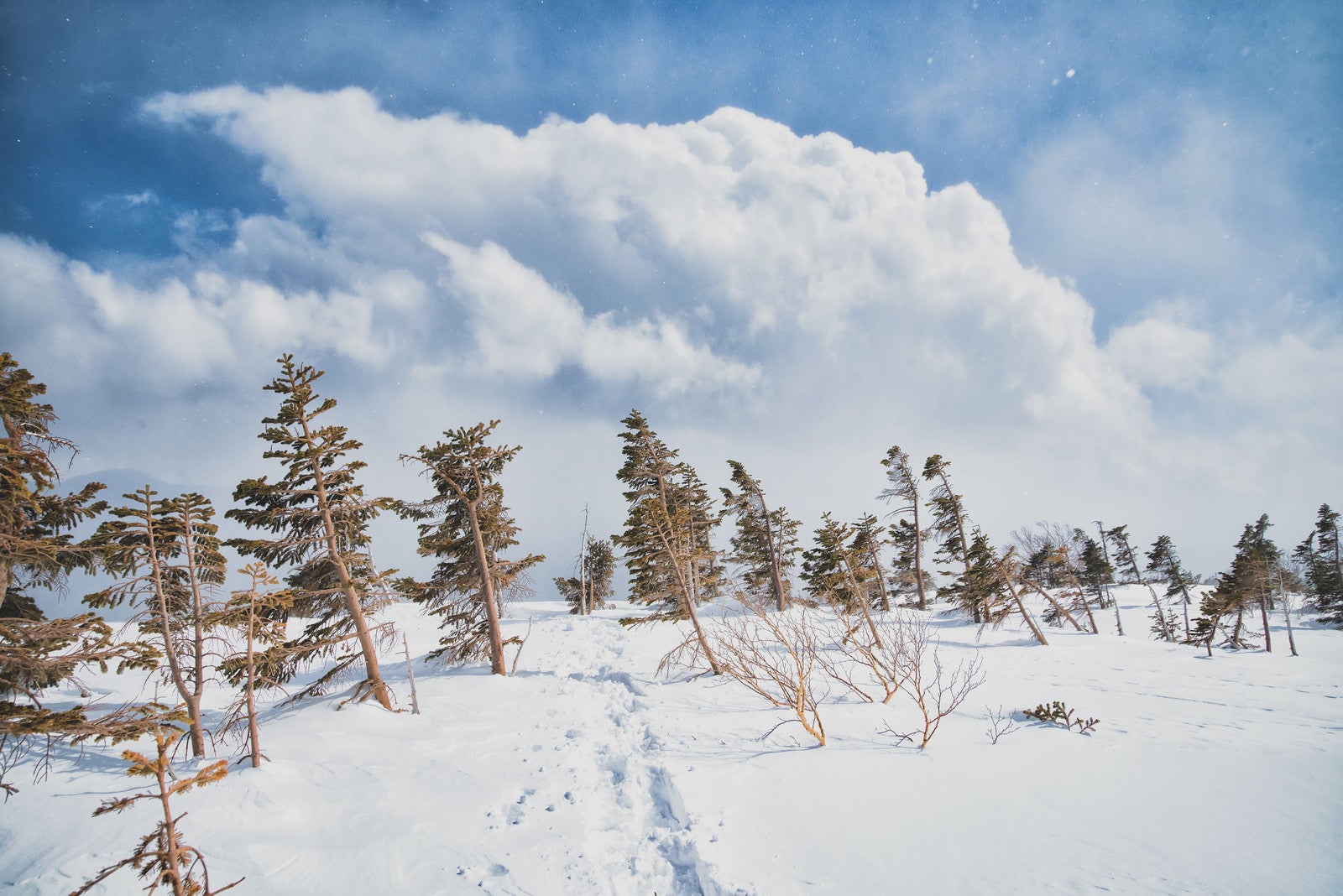 「雪原の木々上に現れた積雲」の写真