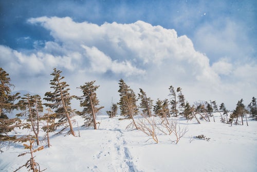 雪原の木々上に現れた積雲の写真