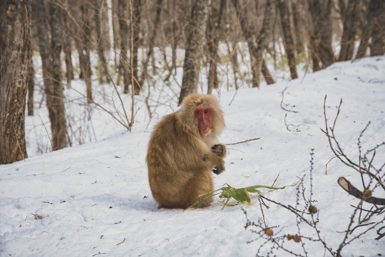 「厳冬期を逞しく生きる野猿」の写真