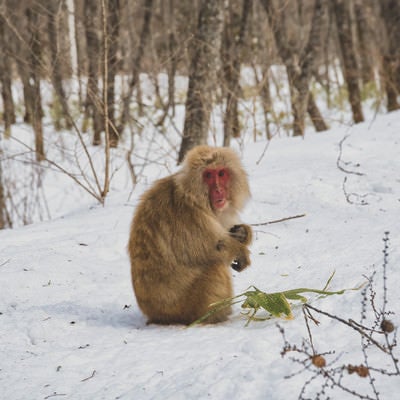 厳冬期を逞しく生きる野猿の写真