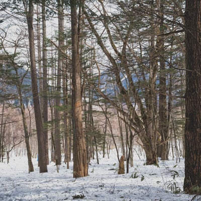冬の上高地の森の写真