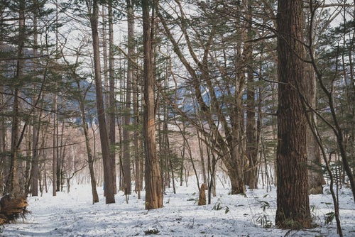 冬の上高地の森の写真