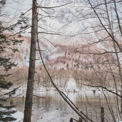 大正池の畔に立ち枯れた木々と焼岳（飛騨山脈）の写真