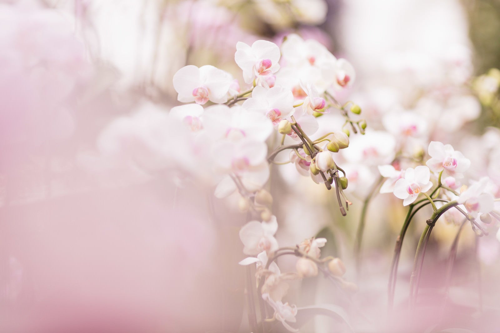 「小さい胡蝶蘭の花」の写真