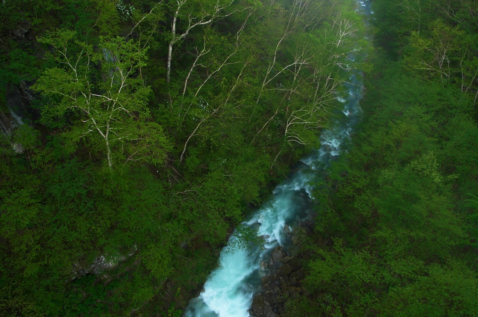 「森を流れる渓流」の写真