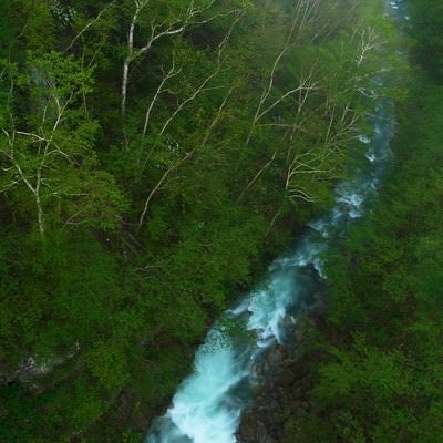 森を流れる渓流の写真