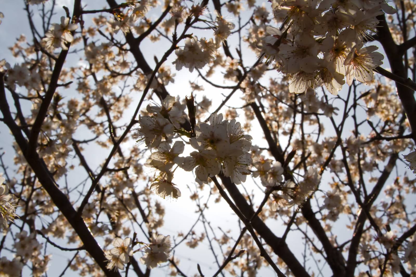 「日差しをバックにした桜」の写真