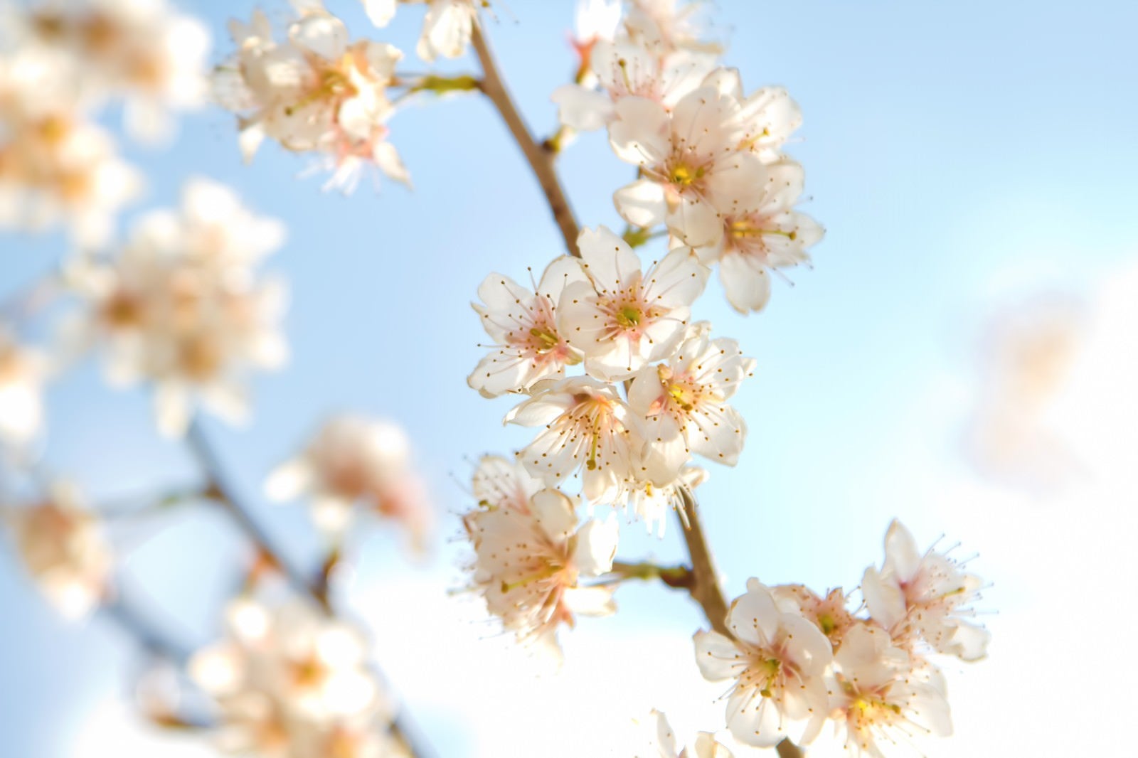 「ほんわかした桜」の写真
