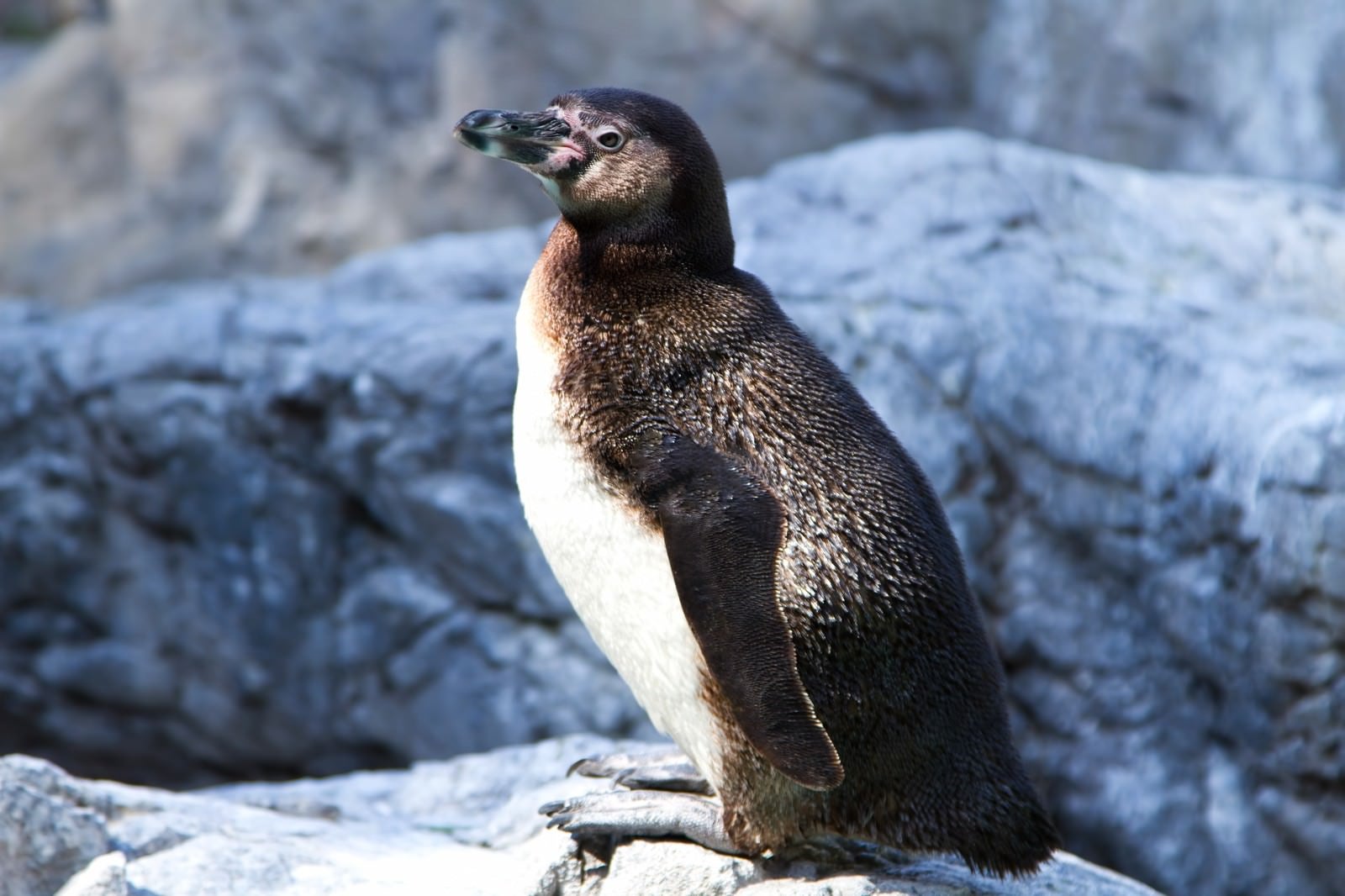 「岩場にいるペンギン」の写真