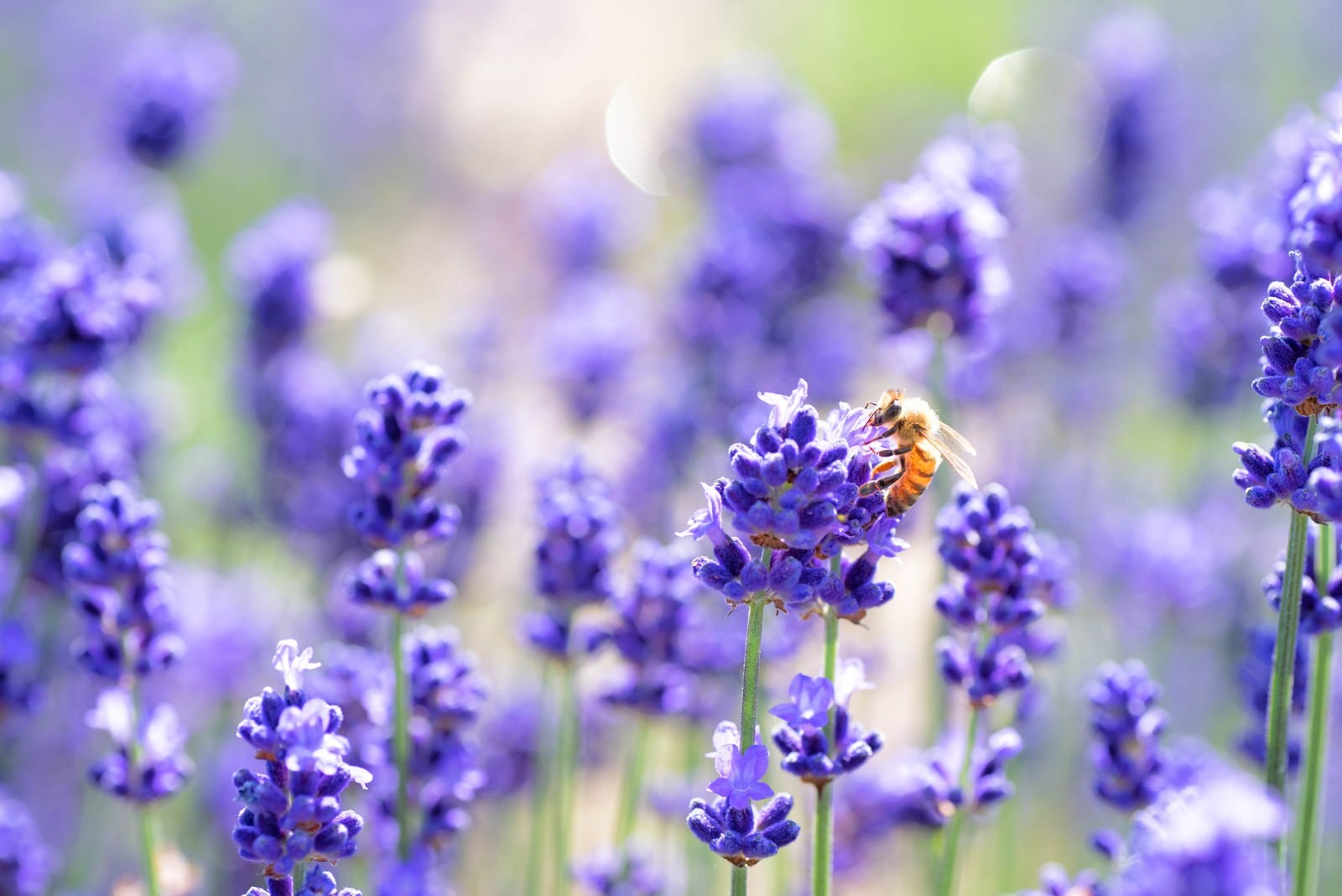 「ラベンダーの香りに誘われるミツバチ」の写真