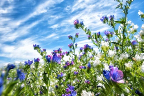 青空の下に咲くラベンダーの写真