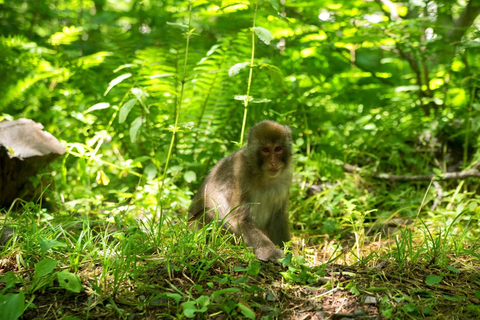 「森に迷い込む子猿」の写真