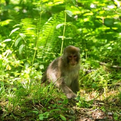 森に迷い込む子猿の写真