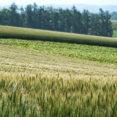 北海道に広がる小麦とススキの写真
