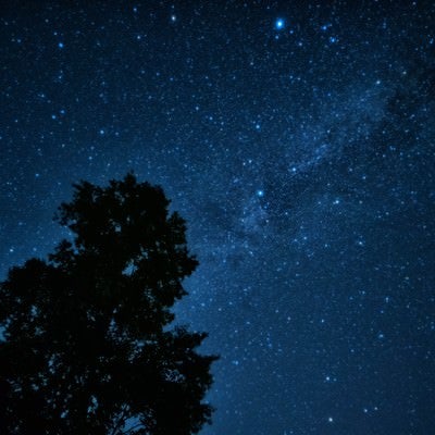 星空に映る大木のシルエットの写真