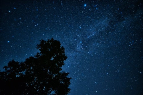 星空に映る大木のシルエットの写真