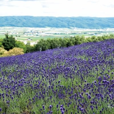 富良野の高台にあるラベンダー畑から望む景色の写真