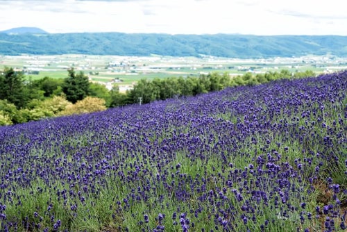 富良野の高台にあるラベンダー畑から望む景色の写真