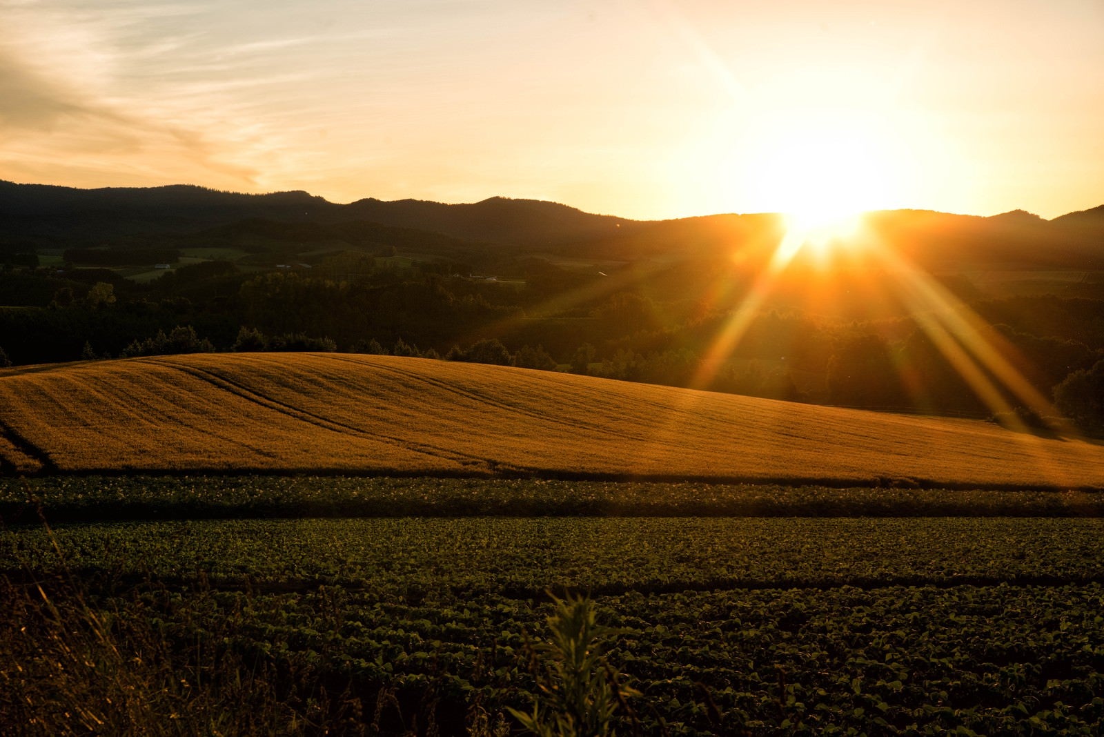 「富良野の畑から見える夕日」の写真