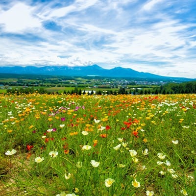 富良野の高台にある花畑から望む景色の写真