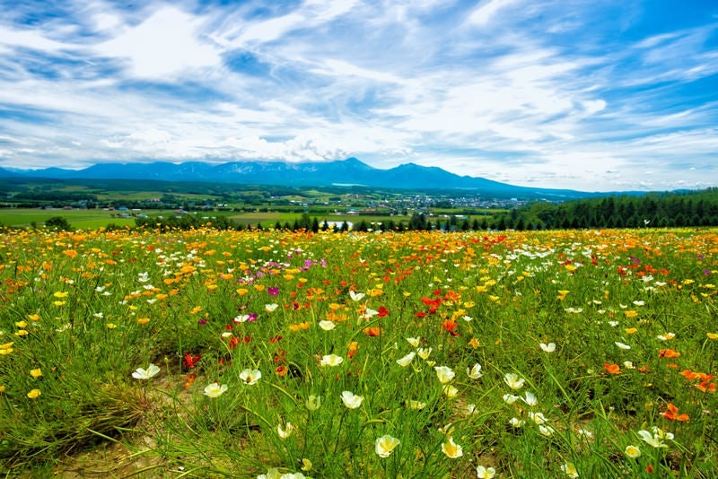 富良野の高台にある花畑から望む景色の写真