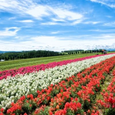 色とりどりに咲き誇る富良野の花畑の写真