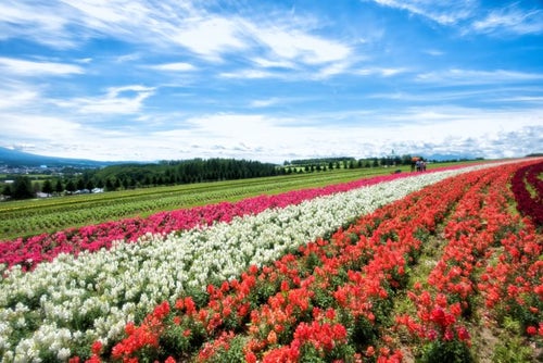 色とりどりに咲き誇る富良野の花畑の写真