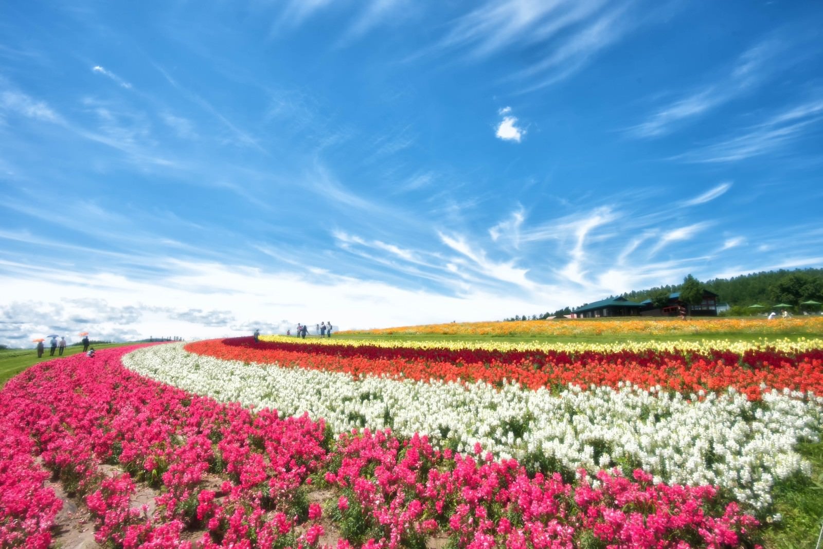 「色とりどりの花畑と青空が織り成す富良野の風景」の写真