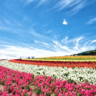 色とりどりの花畑と青空が織り成す富良野の風景の写真