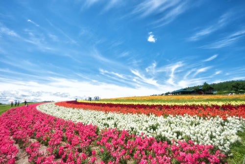 色とりどりの花畑と青空が織り成す富良野の風景の写真