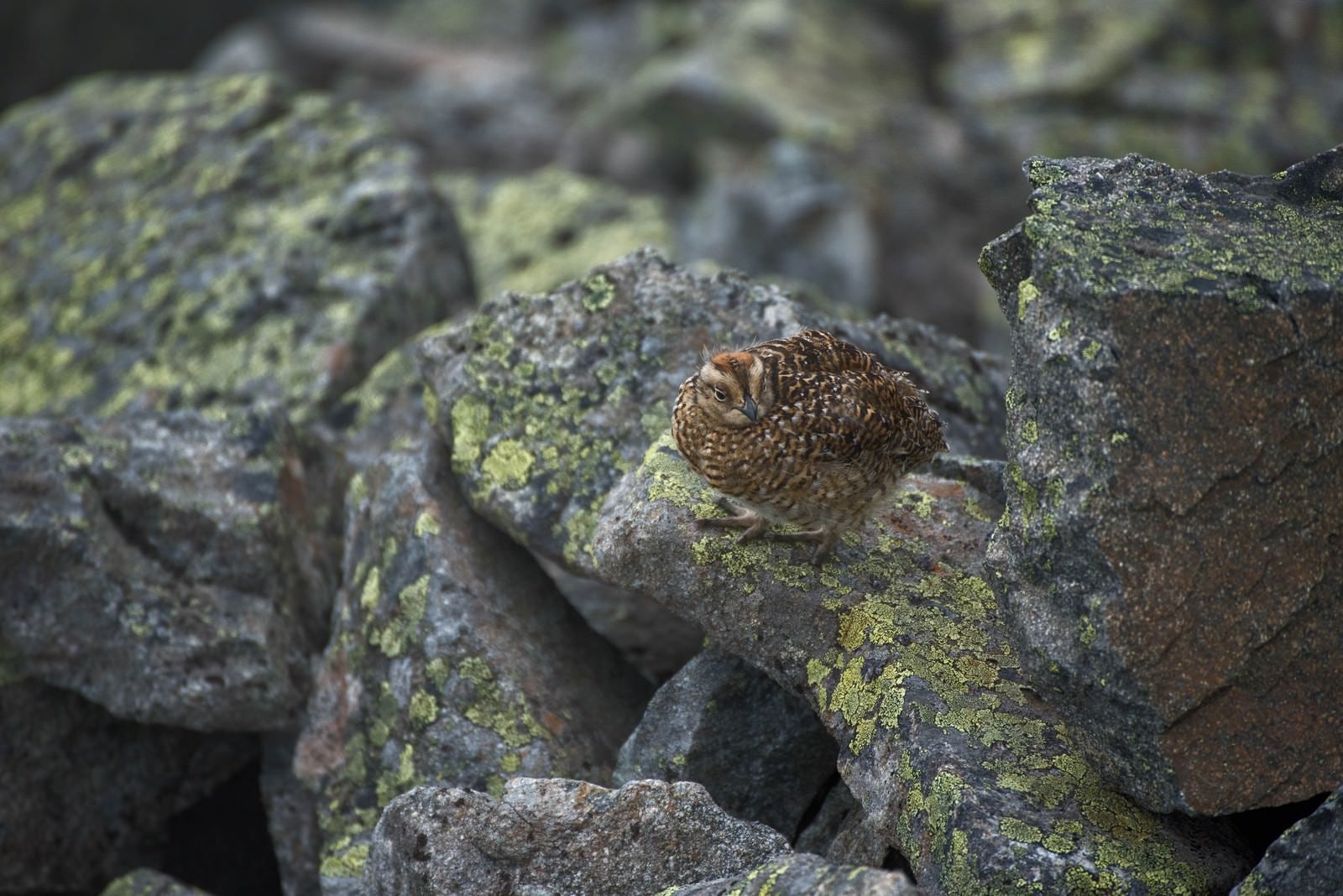 「岩場で何かを見つめるライチョウの雛鳥」の写真