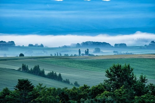 朝霧に包まれる美瑛町の丘の写真