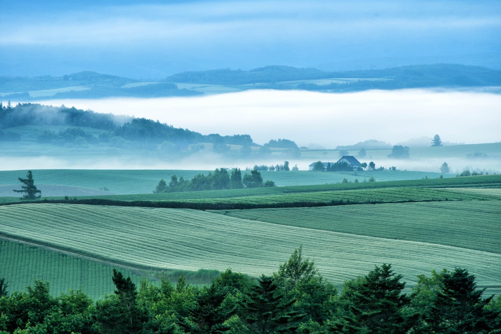 「朝霧から顔を出す美瑛町の広大な畑」の写真