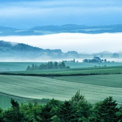 朝霧から顔を出す美瑛町の広大な畑の写真